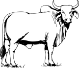 Brahman_bull